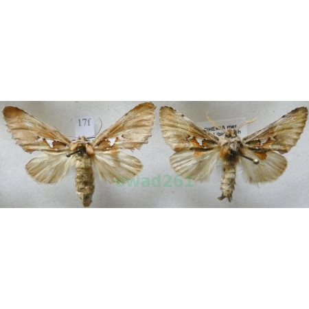 Spatalia argentina (Denis & Schiffermüller, 1775) pair Naramiennica srebrnica Czech17f